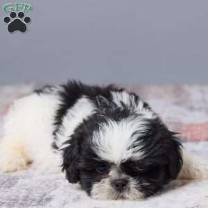 Miles, Shih Tzu Puppy